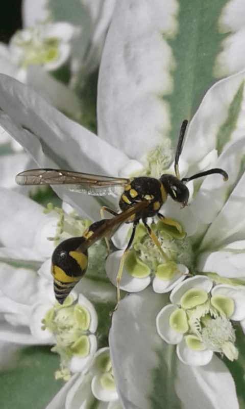 Vespidae Eumeninae : Eumenes mediterraneus maschio?  S